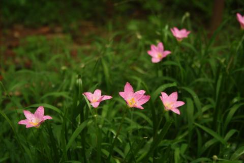 Goa Flowers - Download Goa Photos